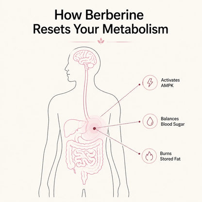 Berberine Complex - The Fat-Burning Switch Your Body Stopped Using